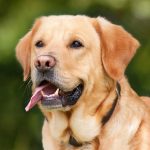 dog-1210559_960_720