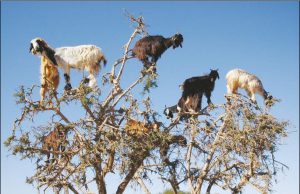 Goats are natural comics, great companions
