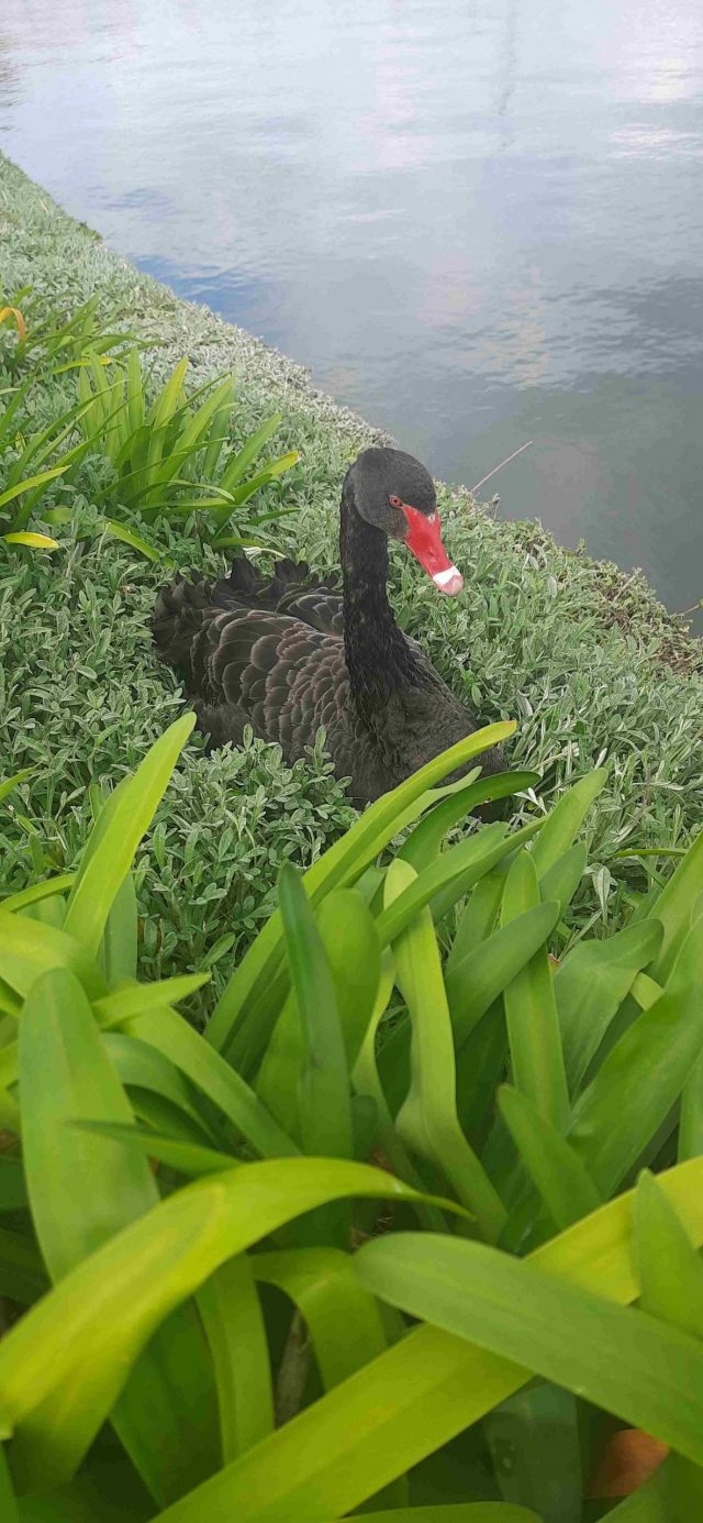Black Swan