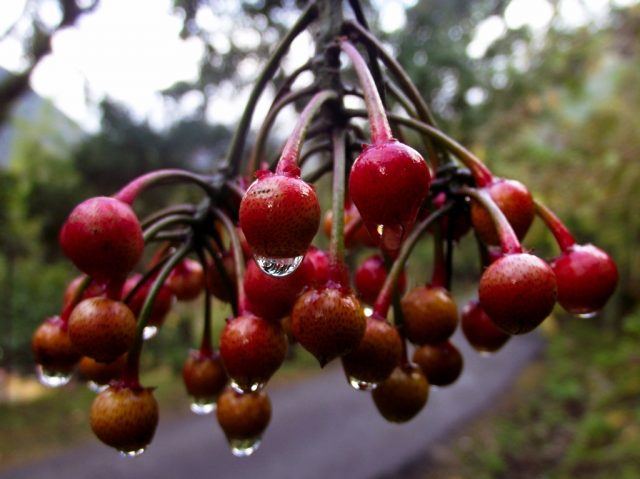 Wild berries - a time for reflection courtesy Nilanjana Singh Roy