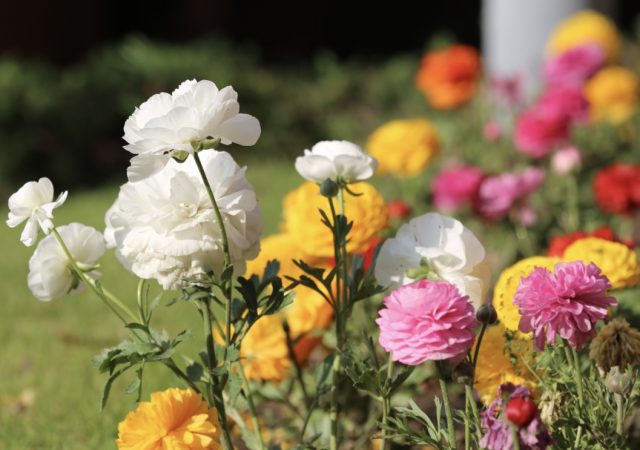 Ranunculus blooms courtesy Author's Collection