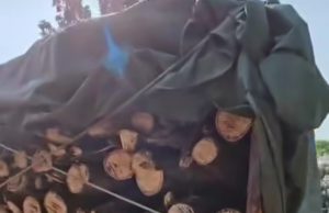 Forest Dept seizes pickup loaded with illegal timber in Sahaspur