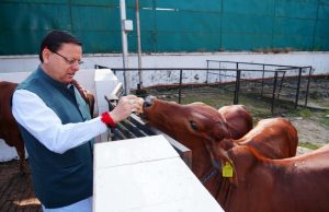 CM performs Govardhan Puja, calls for collective commitment to cow welfare