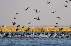 Migratory birds start arriving at Asan Barrage