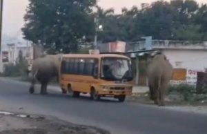 Elephants block highway near Haridwar, school bus has narrow escape
