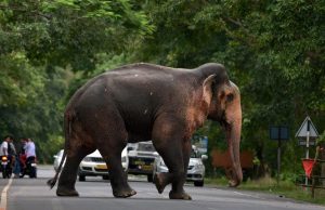 Over 500 lives lost in elephant attacks in past decade in U’khand