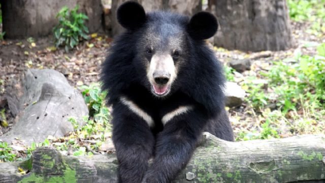 Bear Chamoli