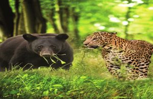 Leopard, bear attacks trigger widespread fear in Rudraprayag villages
