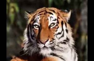 Suspected man-eater tiger tranquillised in Corbett after fatal attack on woman