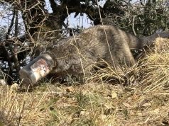 Himalayan Palm Civet trapped in plastic jar, Stephen Alter saves its life