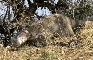 Himalayan Palm Civet trapped in plastic jar, Stephen Alter saves its life