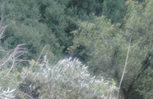 Driver dies in accident on Mussoorie-Dehradun Road involving Water Tanker