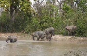Elephant census begins in Rajaji and Corbett Tiger Reserves