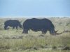 ‘The Unique Wildlife around Lake Nakuru’