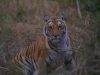Second batch of tigers to be translocated from Corbett to Rajaji Tiger Reserve