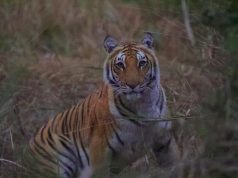 Second batch of tigers to be translocated from Corbett to Rajaji Tiger Reserve