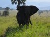 ‘The Big 5 & Encounters with the Biggest – The African Elephant’