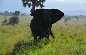 ‘The Big 5 & Encounters with the Biggest – The African Elephant’