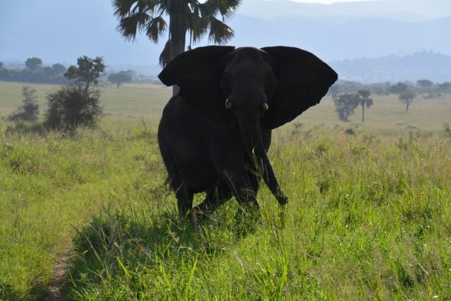 1.The elephant that almost got us