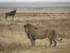 ‘The Big 5: Encounters with the Lions of Africa’