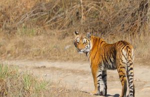 Rajaji Tigers’ movement into Himachal spurs ecological debate
