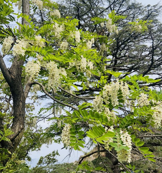 Pale cream labarnum. courtesy Tania Saili Bakshi