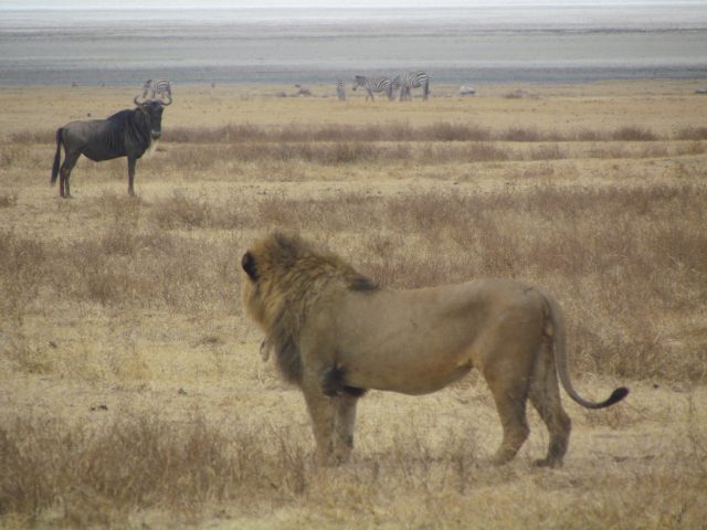 1.The King of the Jungle