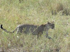 ‘The Big 5: Encounters with the Leopards of Africa’