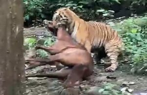Tiger drags away horse near Ramnagar settlement, sparks panic