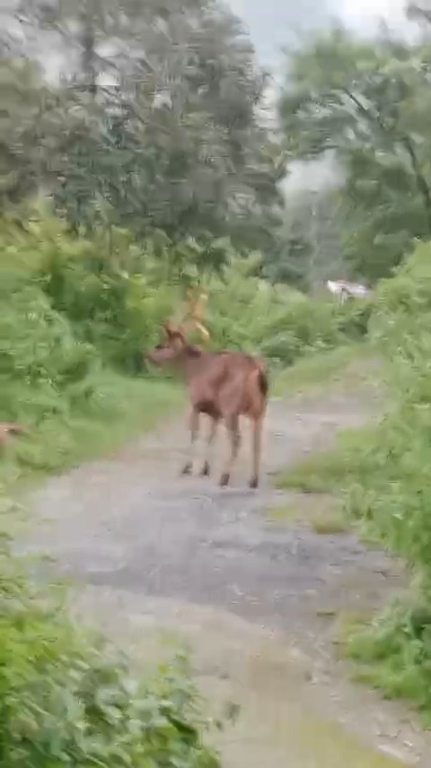 Barasingha 1