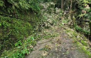 Waverley’s old footpath blocked by fallen trees & debris in Mussoorie
