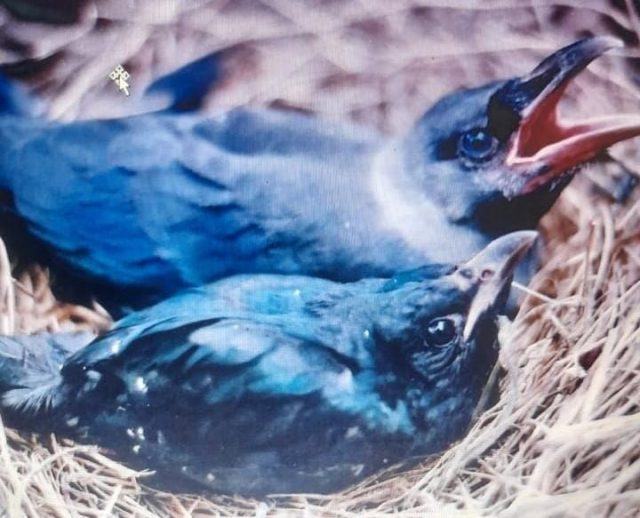 cuckoo